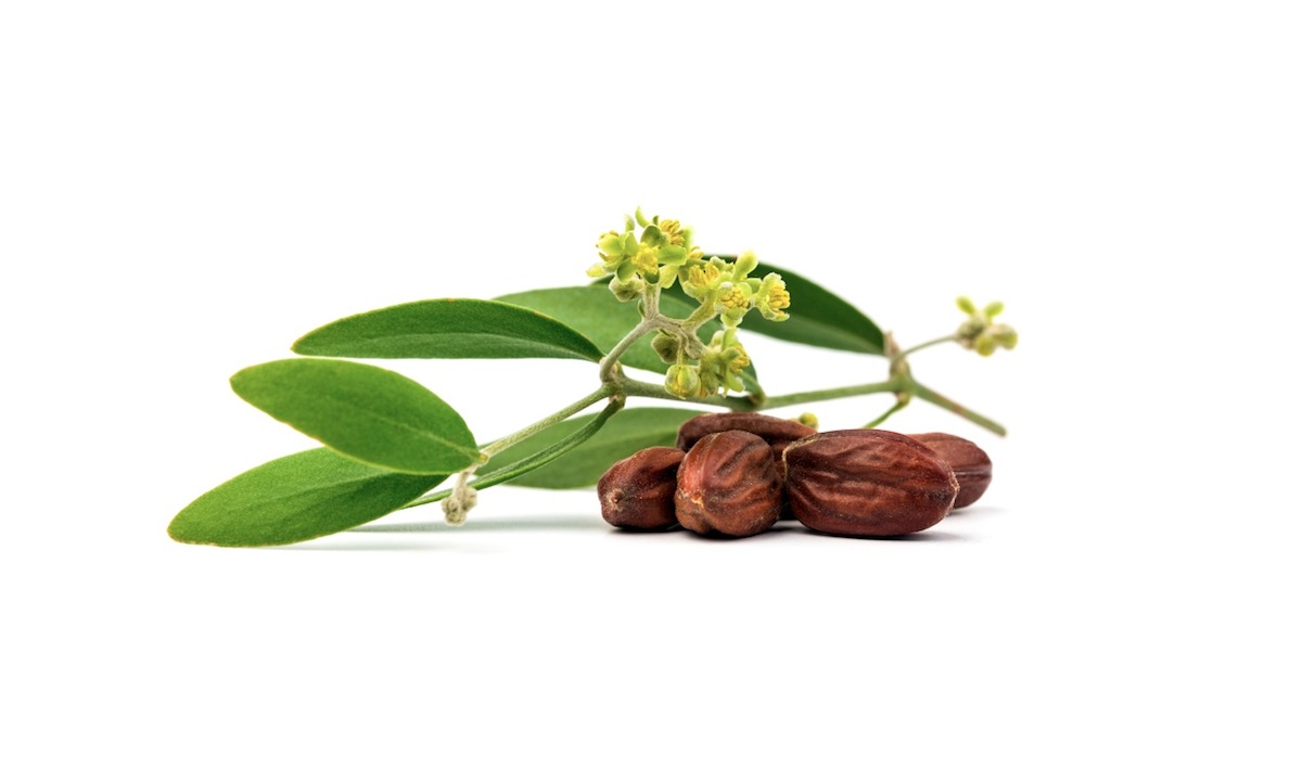 jojoba oil