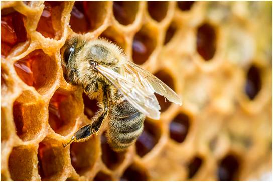 The Ultimate Superfood From Bees With Immune Boosting Properties!