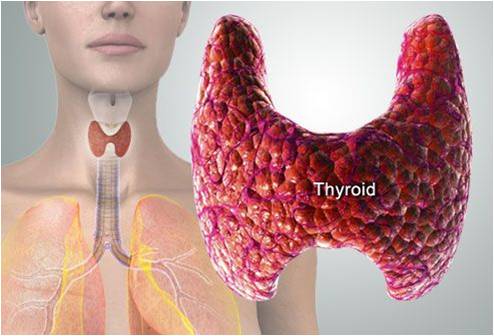 Thyroid Gland: What you need to know to protect it’s function!